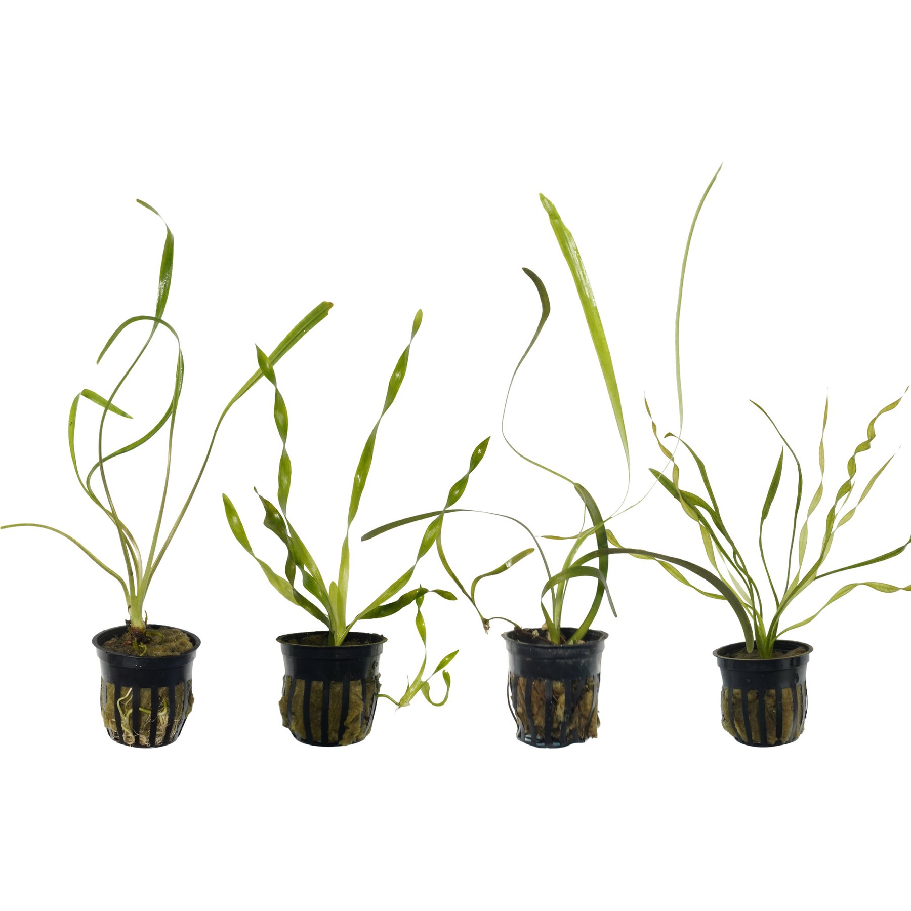 Quinn's Fins Cryptocoryne Spiralis, Corkscrew Vallisneria, Red Jungle Vallisneria, Vesuvius Sword Submerged Live Plant Pack