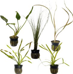 Quinn's Fins Jack & The Beanstalk Tank of Live Lanky Plants, 5 count