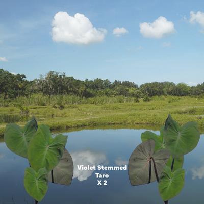 Show full view: Quinn's Fins Violet Stemmed Taro Plants, Purple, Large, 2 count slide 2 of 2