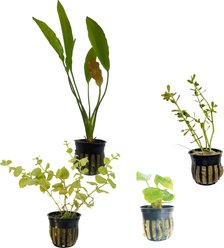 Quinn's Fins Leprechaun's Pot of Plants, Gold, Medium, 4 count