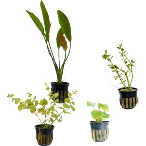 Quinn's Fins Moneywort, Gold Melon Sword, Golden Lloydiella, Anubias Nana Golden Submerged Live Plant Pack