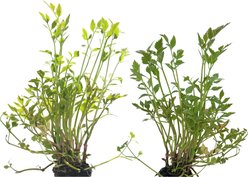 Quinn's Fins Water Celery Marginal Pond Plants, Green, Medium, 2 count