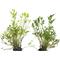 Show in main carousel: Quinn's Fins Water Celery Marginal Pond Plants, Green, Medium, 2 count slide 1 of 2