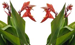 Quinn's Fins Canna Endeavor Pond Plants, Red, Large, 2 count
