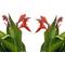 Show in main carousel: Quinn's Fins Canna Endeavor Pond Plants, Red, Large, 2 count slide 1 of 2