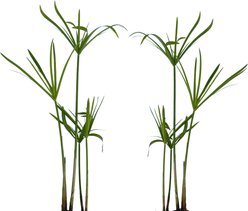 Quinn's Fins Umbrella Palm Marginal Pond Plants, Green, Large, 2 count