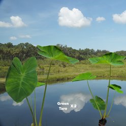 Quinn's Fins Taro Pond Plants, Green, Large, 2 count slide 2 of 2