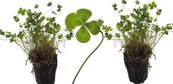 Quinn's Fins Variegated Clover Marginal Pond Plants, Green, Medium, 2 count