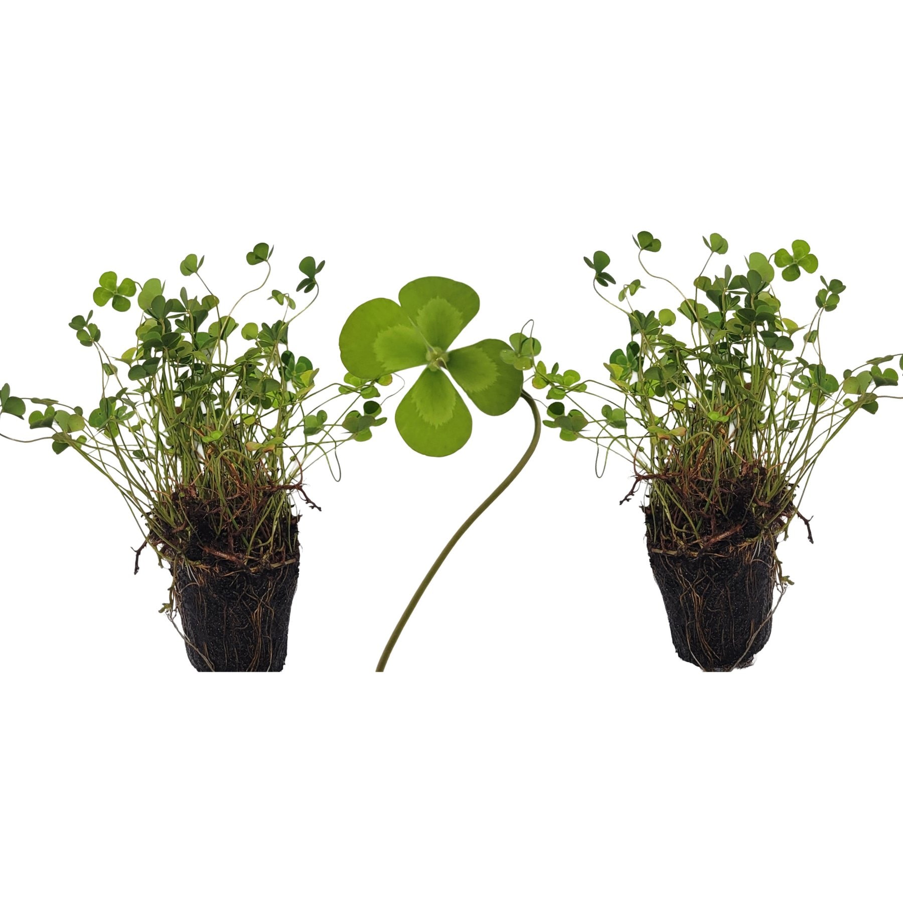 Quinn's Fins Variegated Clover Marginal Live Pond Plants, Green, Medium, 2 count