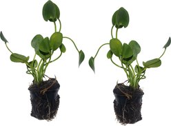 Quinn's Fins Water Poppy Pond Plants, 2 count