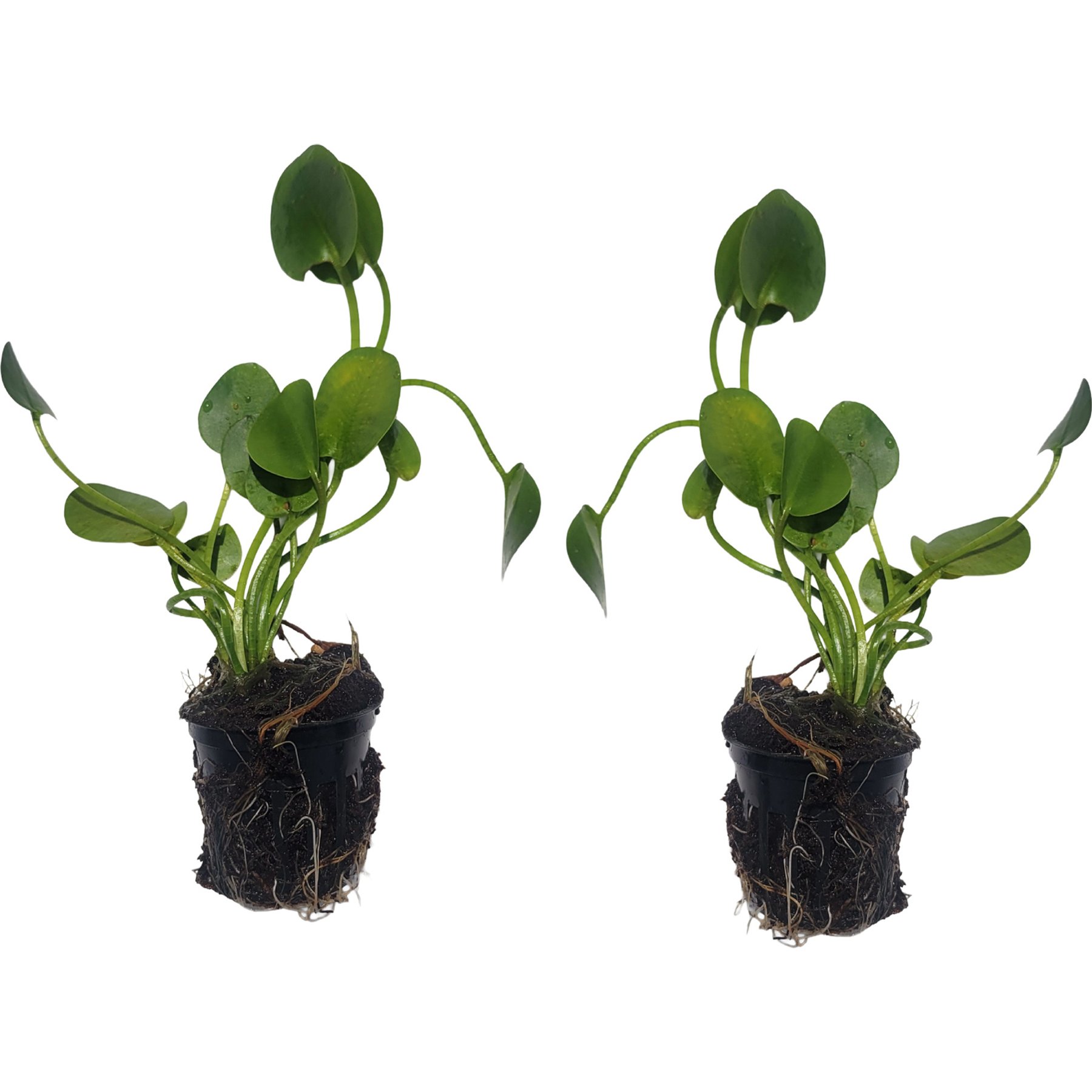 Quinn's Fins Water Poppy Live Pond Plants, 2 count