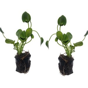 Quinn's Fins Water Poppy Live Pond Plants, 2 count