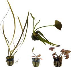 Quinn's Fins Jungle Plants, 4 count