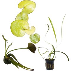Quinn's Fins Banana Plant, Amazon Frogbit, Jungle Vallisneria Submerged Live Plant Pack