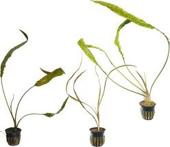 Quinn's Fins Jack the Ripper My Tank with Live Cryptocorynes, 3 count