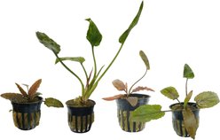 Quinn's Fins Jack the Ripper My Tank with Live Cryptocorynes, 5 count