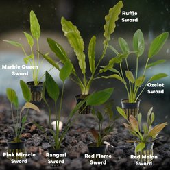 Quinn's Fins Blacksmith Dagger My Tank with Sword Plants, 7 count slide 2 of 2