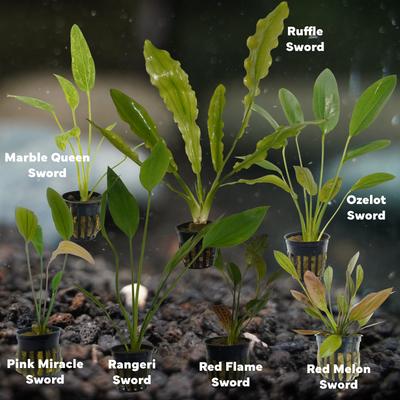 Show full view: Quinn's Fins Blacksmith Dagger My Tank with Sword Plants, 7 count slide 2 of 2