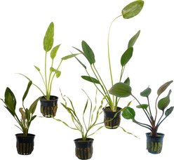 Quinn's Fins Blacksmith Dagger My Tank with Sword Plants, 5 count