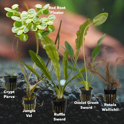 Show full view: Quinn's Fins Watering Hole Live Plants, 6 count slide 2 of 2