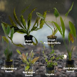 Quinn's Fins Watering Hole Live Plants, 6 count slide 2 of 2