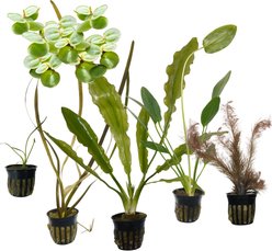 Quinn's Fins Watering Hole Live Plants, 6 count