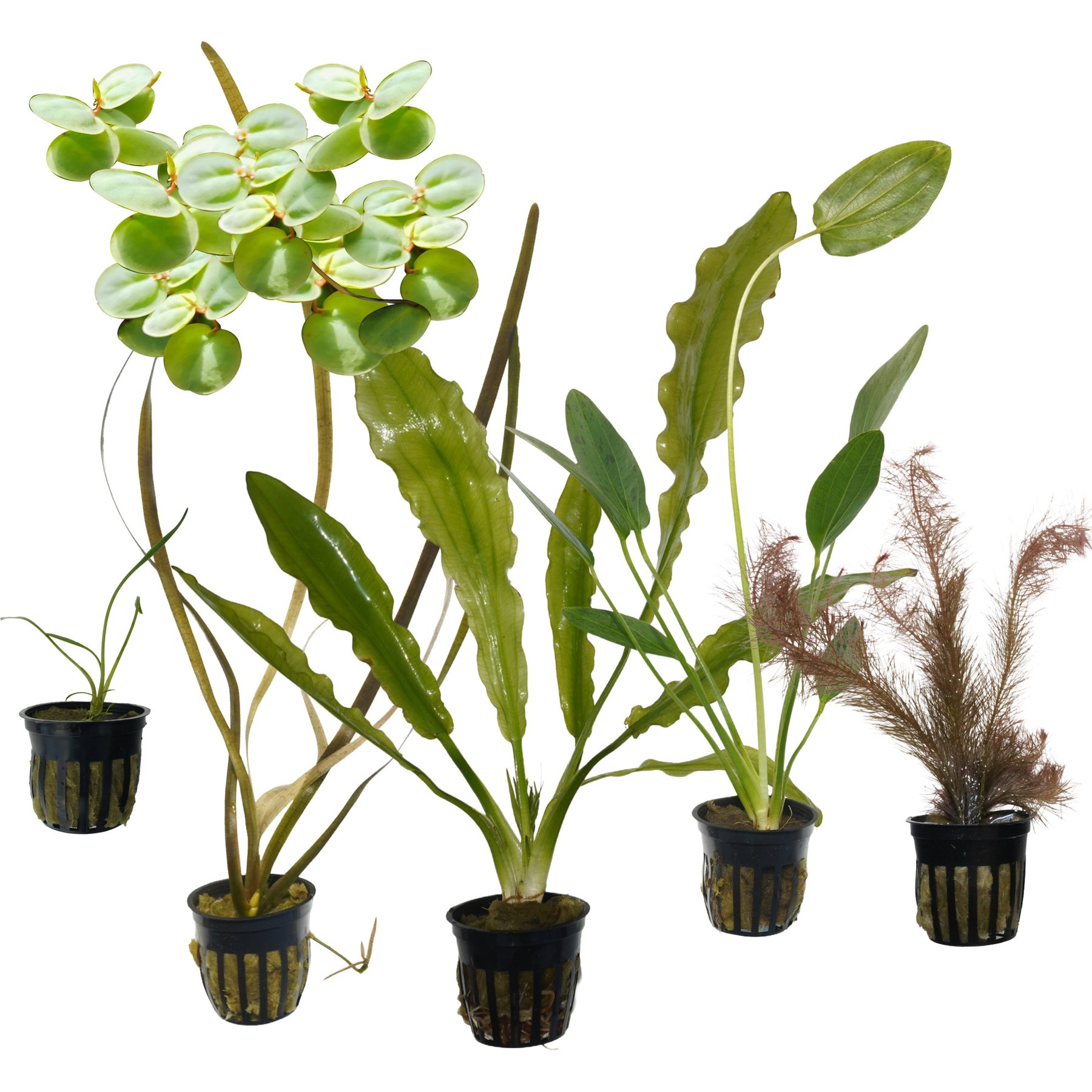 Quinn's Fins Red Root Floater, Cryptocoryne Parva, Jungle Vallisneria, Ruffle Sword, Ozelot Green Sword, Rotalla Wallichii Submerged Live Plant Pack