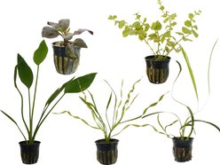 Quinn's Fins Watering Hole Live Plants, 5 count