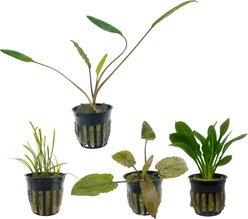 Quinn's Fins Watering Hole Live Plants, 4 count