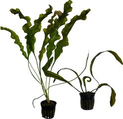 Quinn's Fins Once Aponogeton A Time Aquarium Plant Pack, 2 count slide 1 of 2