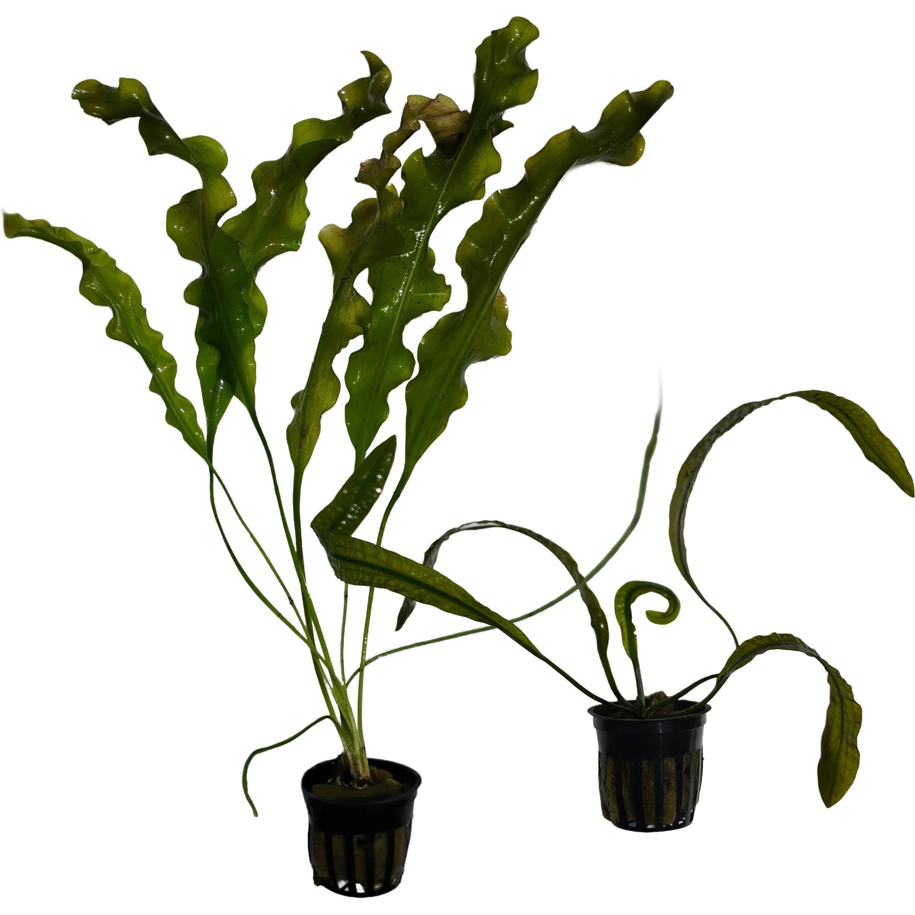 Quinn's Fins Aponogeton Ulvaceus & Aponogeton Boivinianus Submerged Live Aquarium Plant Pack