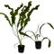 Show in main carousel: Quinn's Fins Once Aponogeton A Time Aquarium Plant Pack, 2 count slide 1 of 2