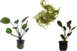 Quinn's Fins Fire Breathing Dragon Plants, Red, Large, 3 count