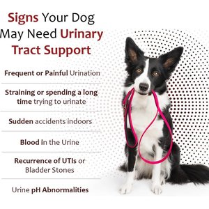 K-Plus Potassium Citrate Plus Supports Bladder Health Cranberry Chewable Tablets for Dogs, 100 count