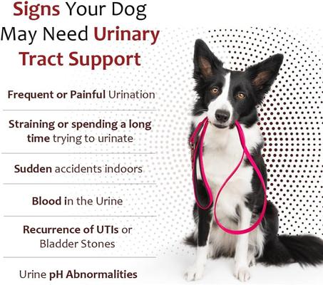 Show full view: K-Plus Potassium Citrate Plus Supports Bladder Health Cranberry Chewable Tablets for Dogs, 100 count slide 5 of 11