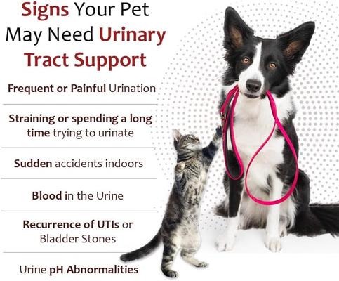 Show full view: K-Plus Potassium Citrate Plus Supports Bladder Health Cranberry Granules for Dogs & Cats, 300g slide 5 of 11