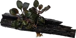 Quinn's Fins Cardinal Plant on Driftwood Live Aquarium Plant