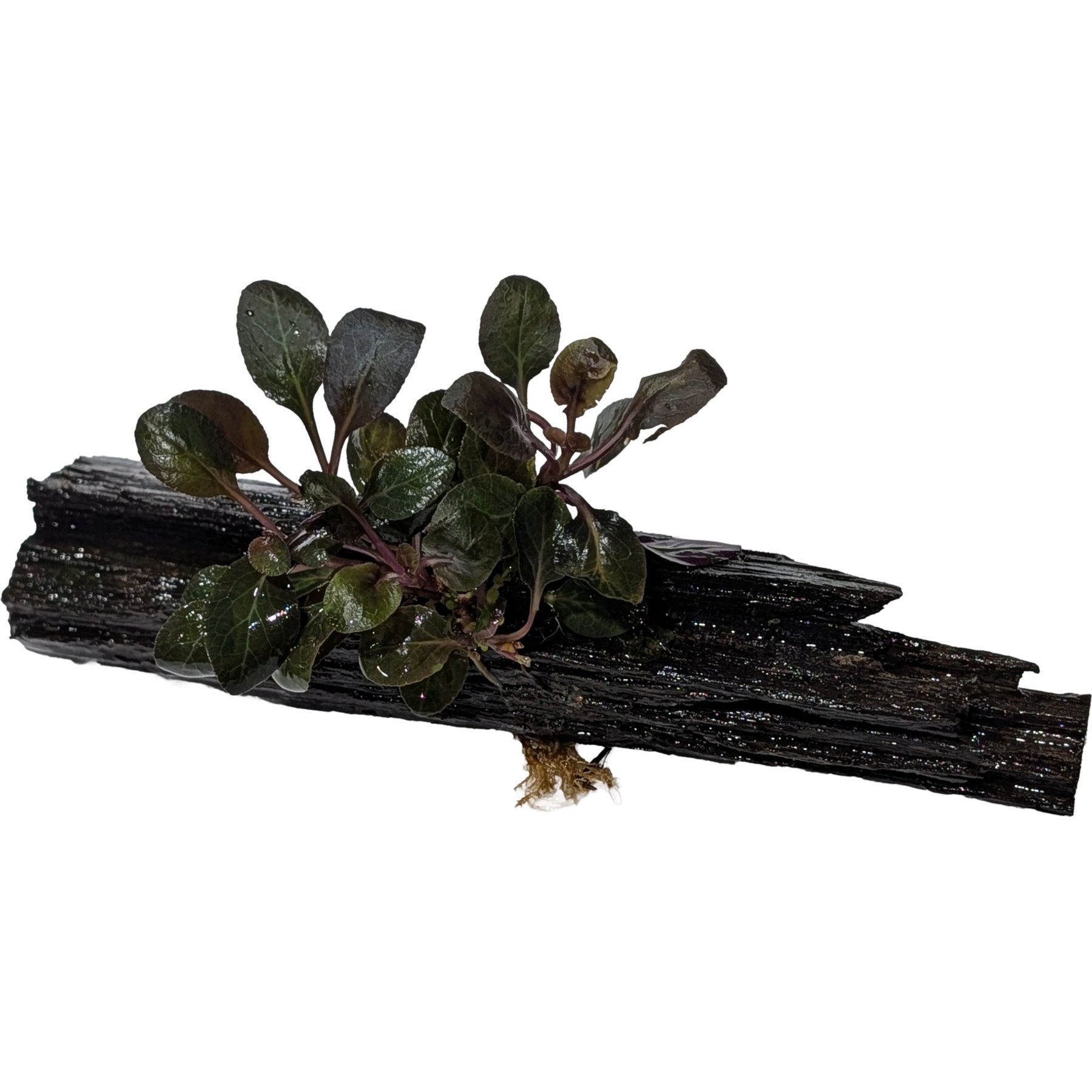 Quinn's Fins Cardinal Plant on Driftwood Live Aquarium Plant