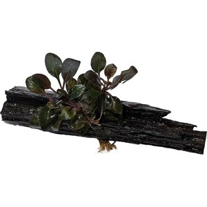 Quinn's Fins Cardinal Plant on Driftwood Live Aquarium Plant