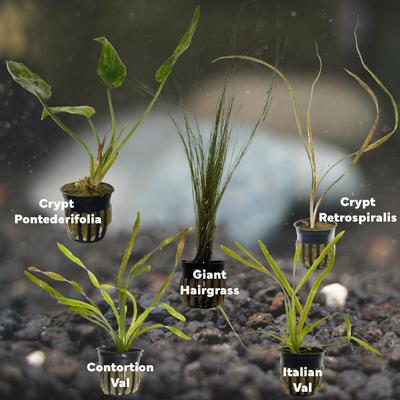 Show full view: Quinn's Fins Jack & The Beanstalk Tank of Live Lanky Plants, 5 count slide 2 of 2