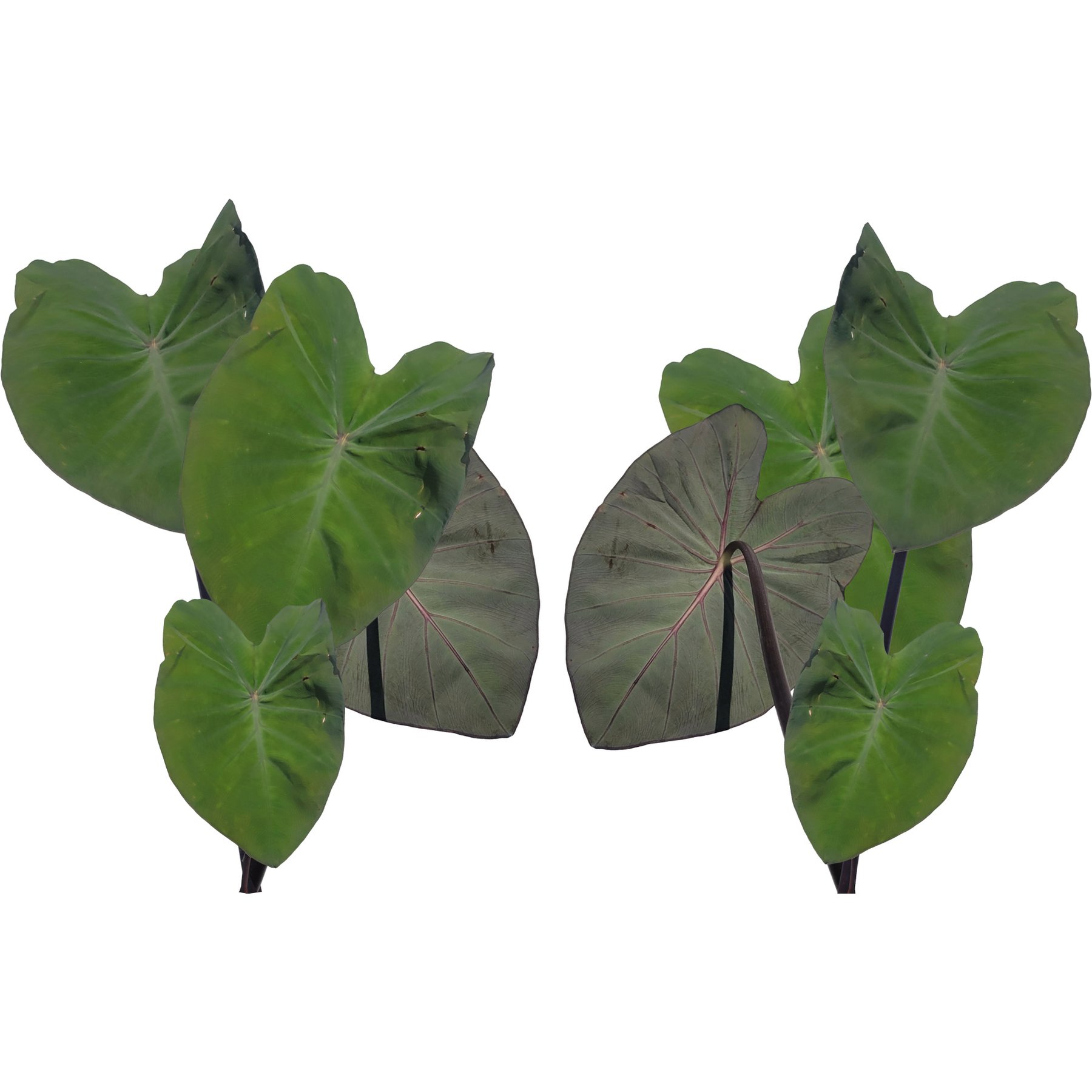 Quinn's Fins Violet Stemmed Taro Live Pond Plants, Purple, Large, 2 count