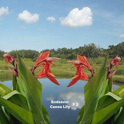 Quinn's Fins Canna Endeavor Pond Plants, Red, Large, 2 count slide 2 of 2
