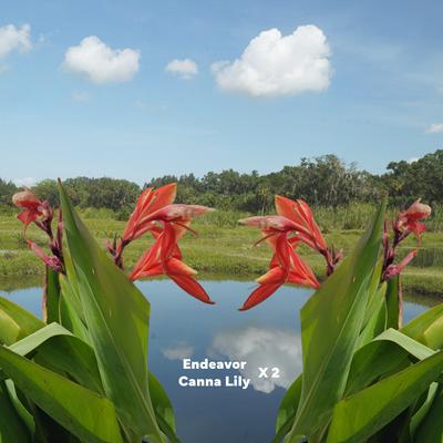 Show full view: Quinn's Fins Canna Endeavor Pond Plants, Red, Large, 2 count slide 2 of 2