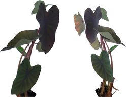 Quinn's Fins Taro Magic Pond Plants, Black, Large, 2 count