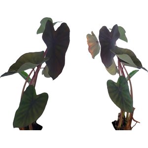 picture of a philodendron Philodendron bipennifolium - Fiddleleaf Philodendron