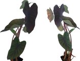 Quinn's Fins Black Magic Taro Pond Plants, Black, Large, 2 count