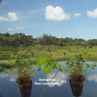 Show full view: Quinn's Fins Variegated Clover Marginal Pond Plants, Green, Medium, 2 count slide 2 of 2