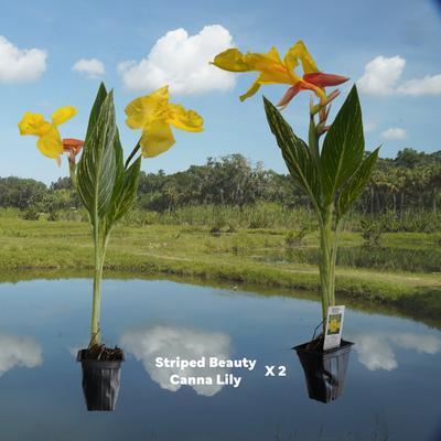 Show full view: Quinn's Fins Striped Beauty Canna Pond Plants, 2 count slide 2 of 2