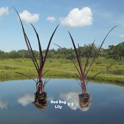 Show full view: Quinn's Fins Bog Lily Marginal Pond Plants, Red, Medium, 2 count slide 2 of 2