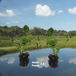Quinn's Fins Water Poppy Pond Plants, 2 count slide 2 of 2